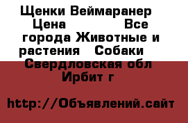 Щенки Веймаранер › Цена ­ 40 000 - Все города Животные и растения » Собаки   . Свердловская обл.,Ирбит г.